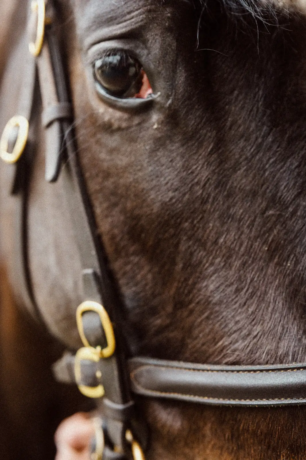 Rockfield Farm Horses