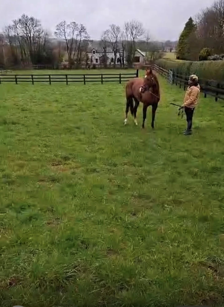 The Paddocks at Rockfield Farm